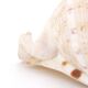 Coquillage beige et blanc spirale, années 60