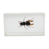 Vintage resin insect
