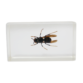 Vintage resin insect