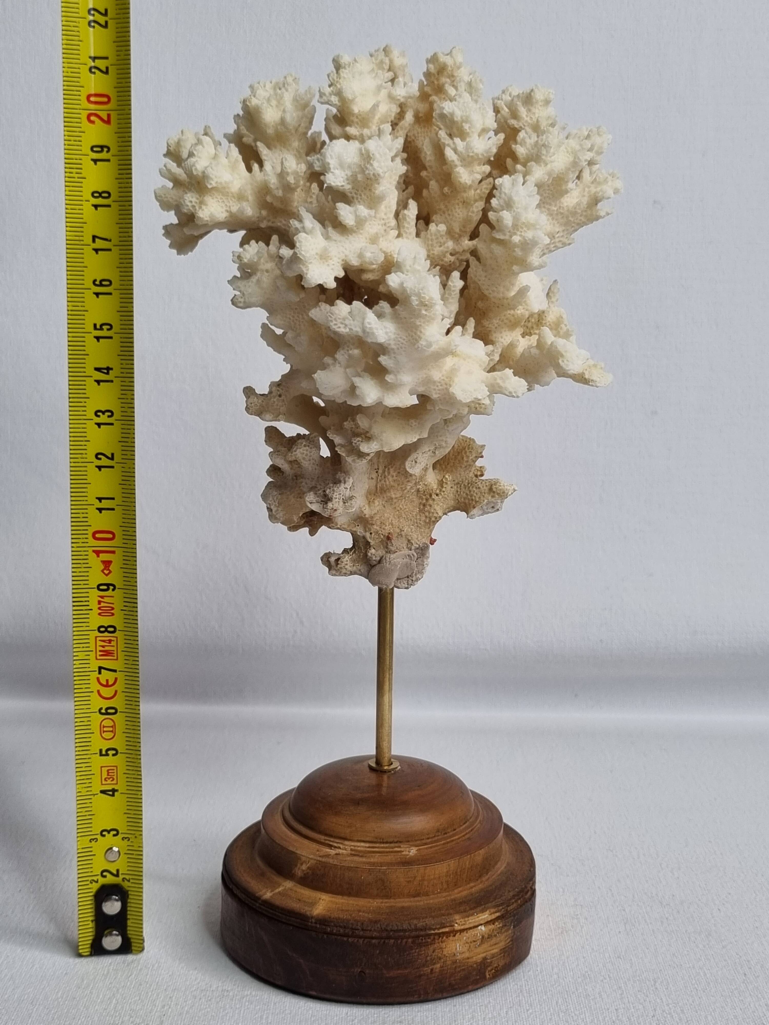 Antique ornamental coral Acropora on solid wood base, 21 cm