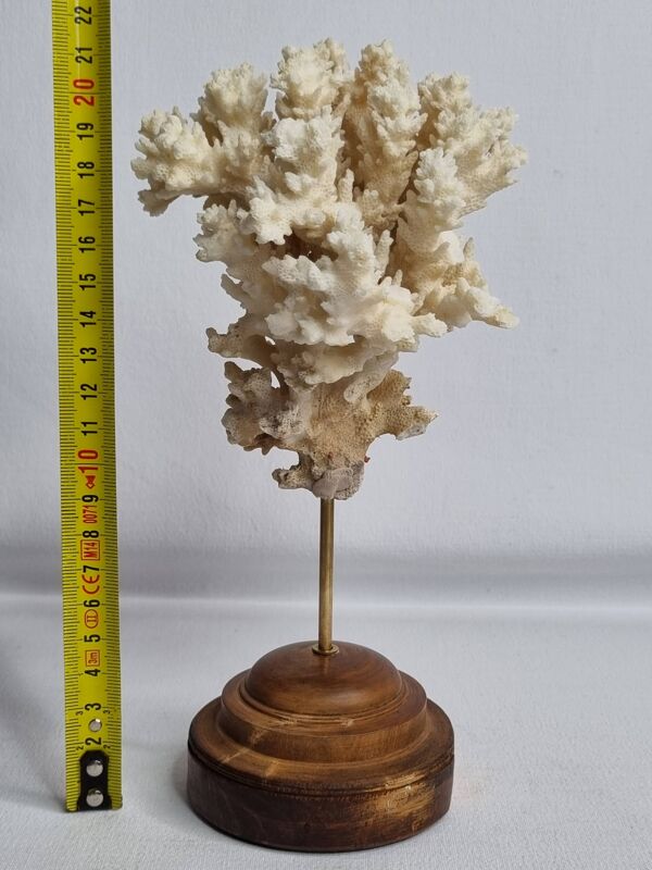Ancien corail ornemental Acropora sur socle en bois massif, 21 cm