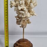 Ancien corail ornemental Acropora sur socle en bois massif, 21 cm