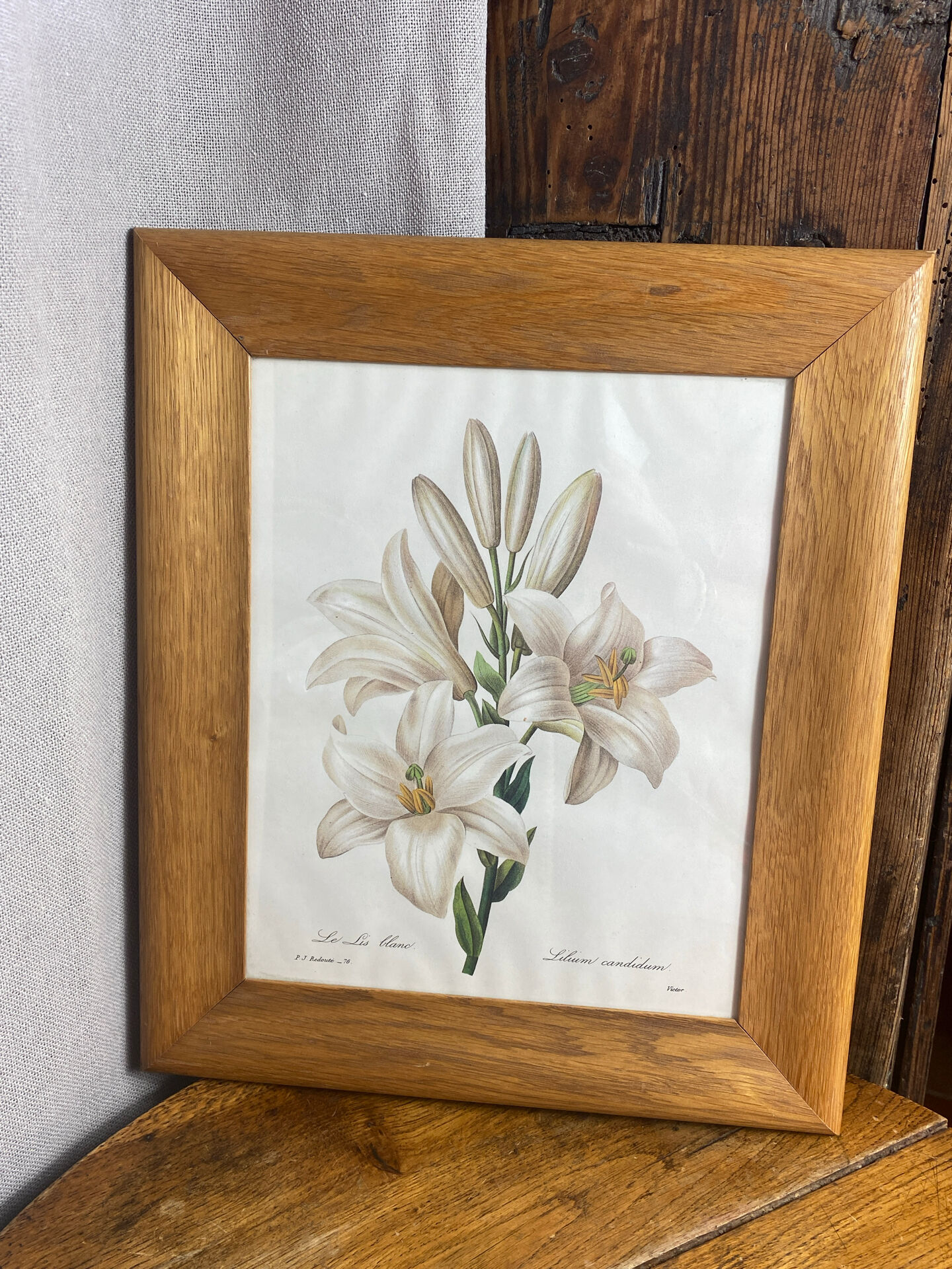 Botanical print, White Lily, P-J Redouté
