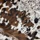 Norman cowhide ht 240 x 230