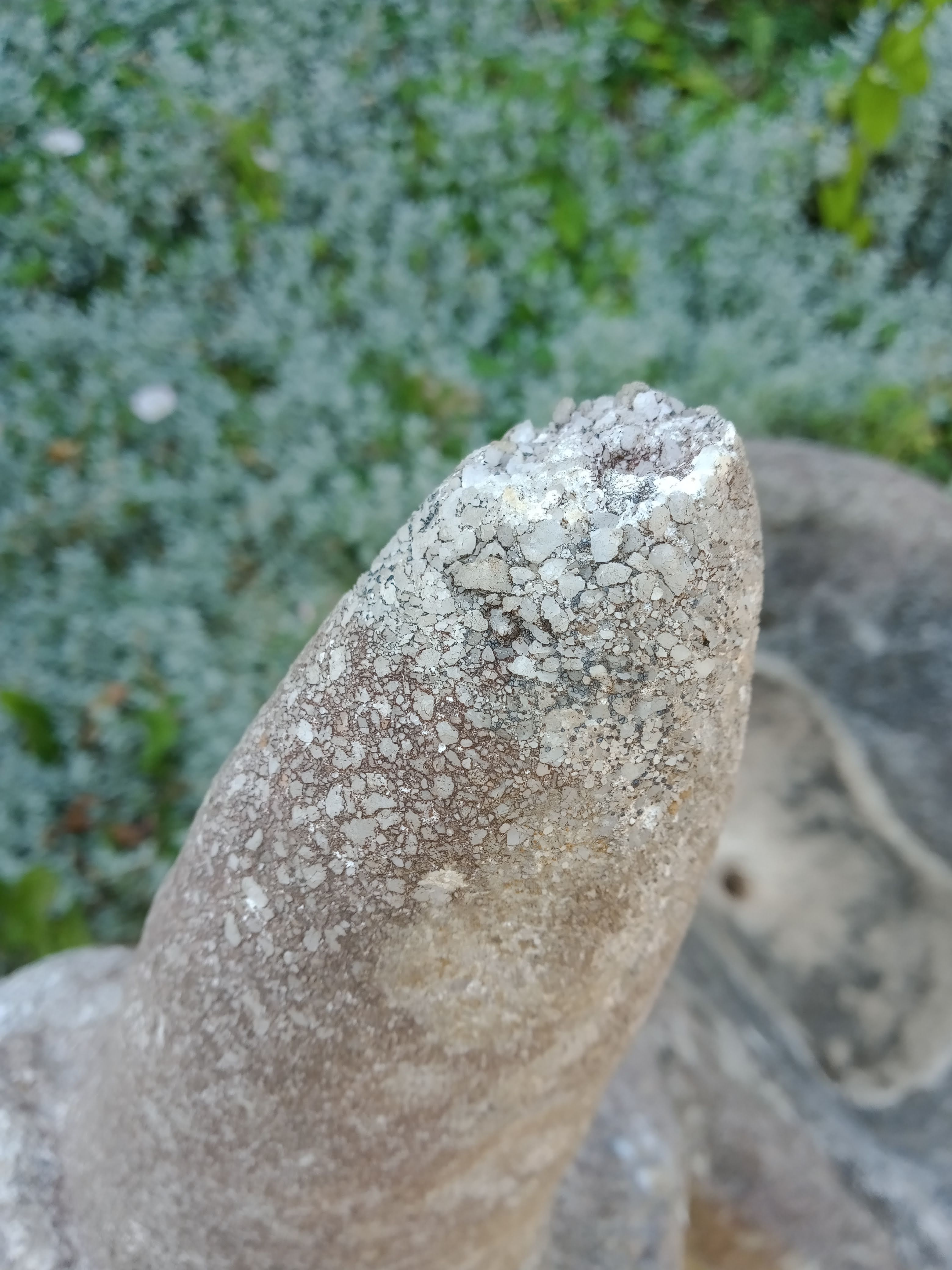 Cement donkey planter