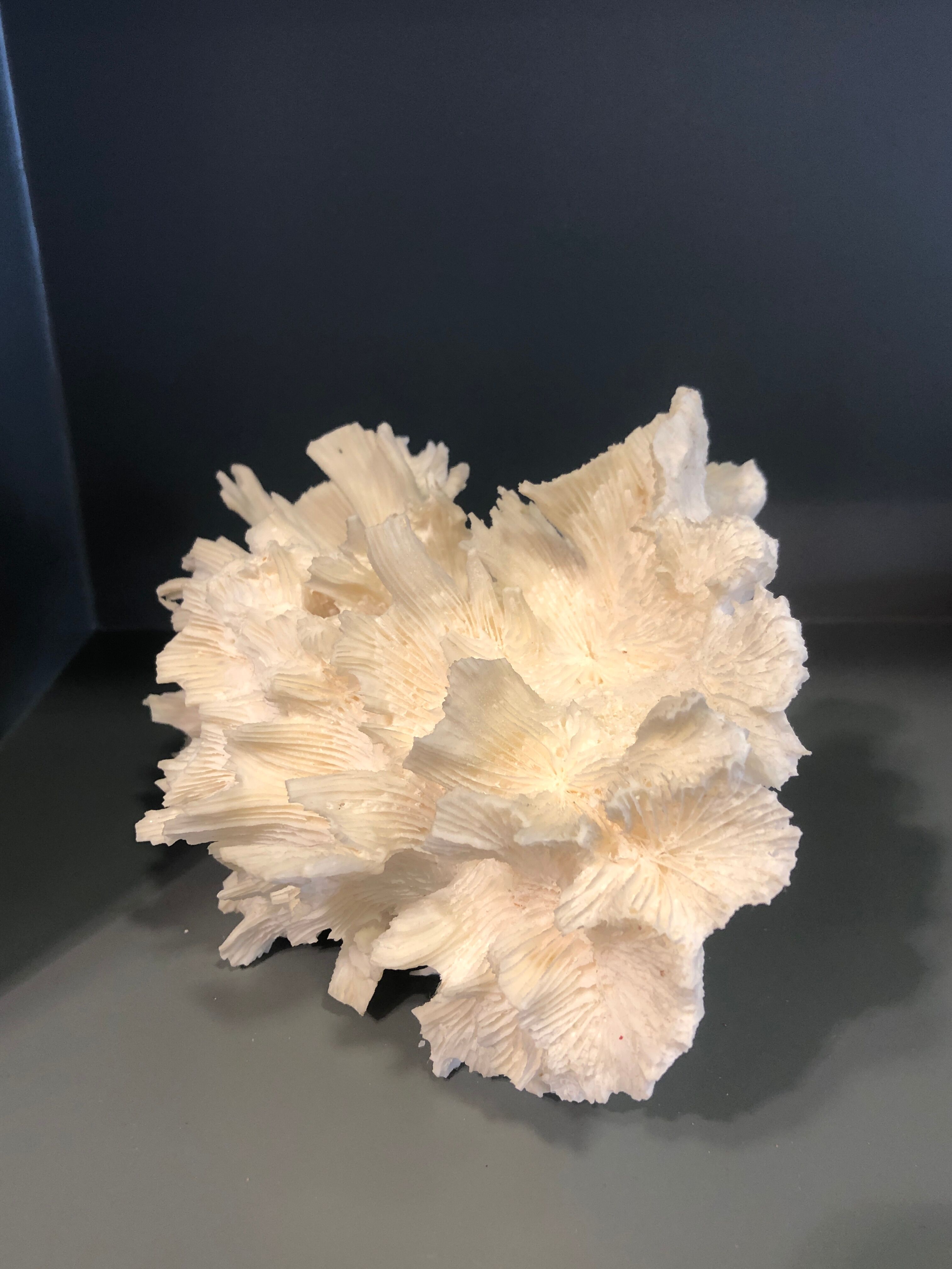 Ancient coral