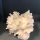 Ancient coral