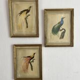 3 framed illustrations of birds of paradise