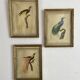 3 framed illustrations of birds of paradise