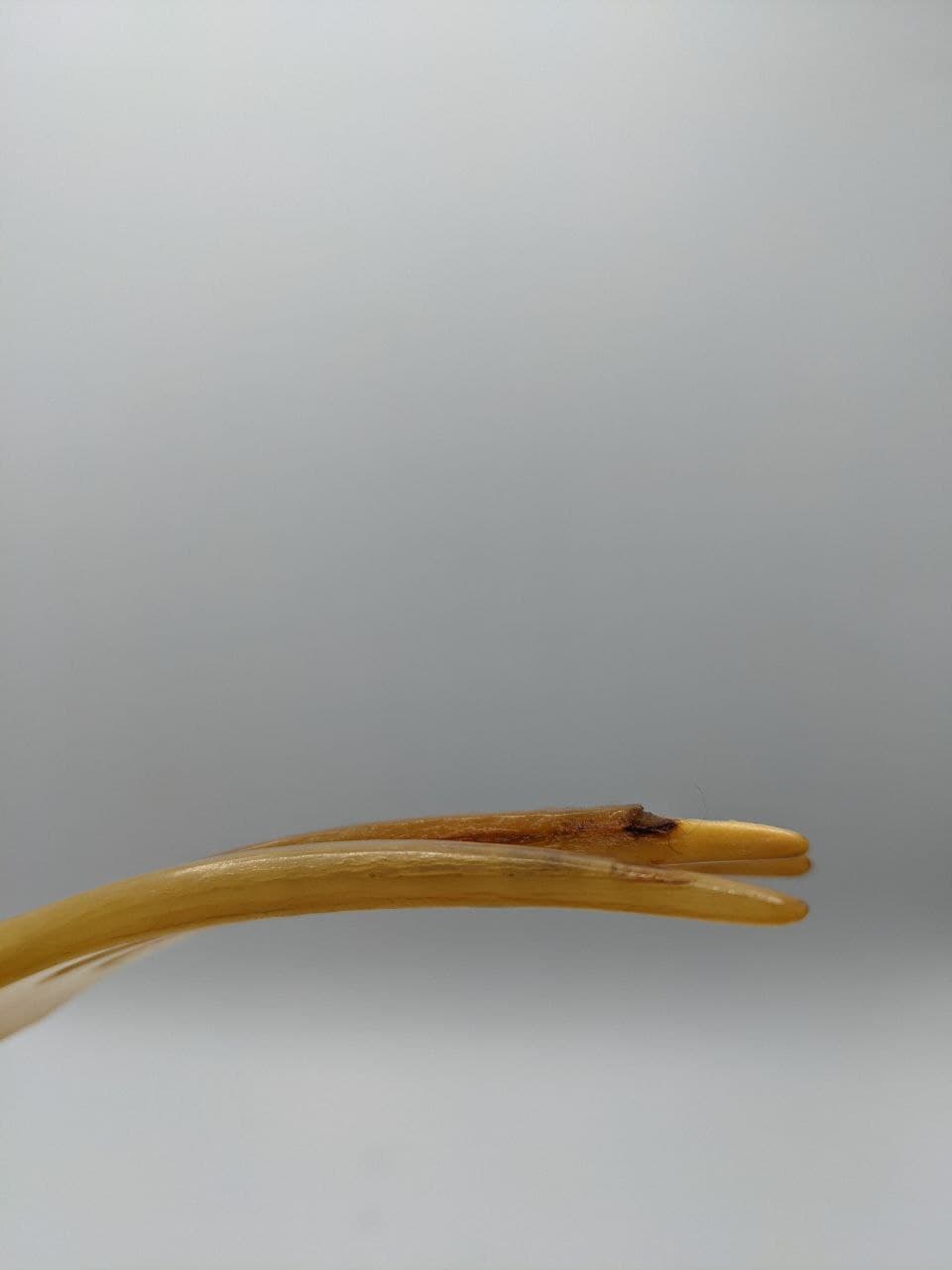 horned salad cutlery - l: 25cm