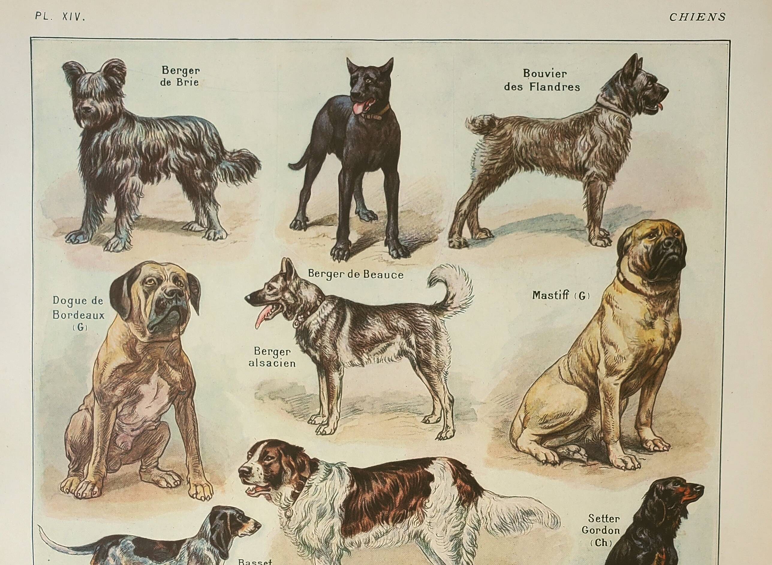 Old lithograph 1922, Dogs, main breeds, shepherd, hunting • Engraving, original illustration