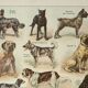 Old lithograph 1922, Dogs, main breeds, shepherd, hunting • Engraving, original illustration