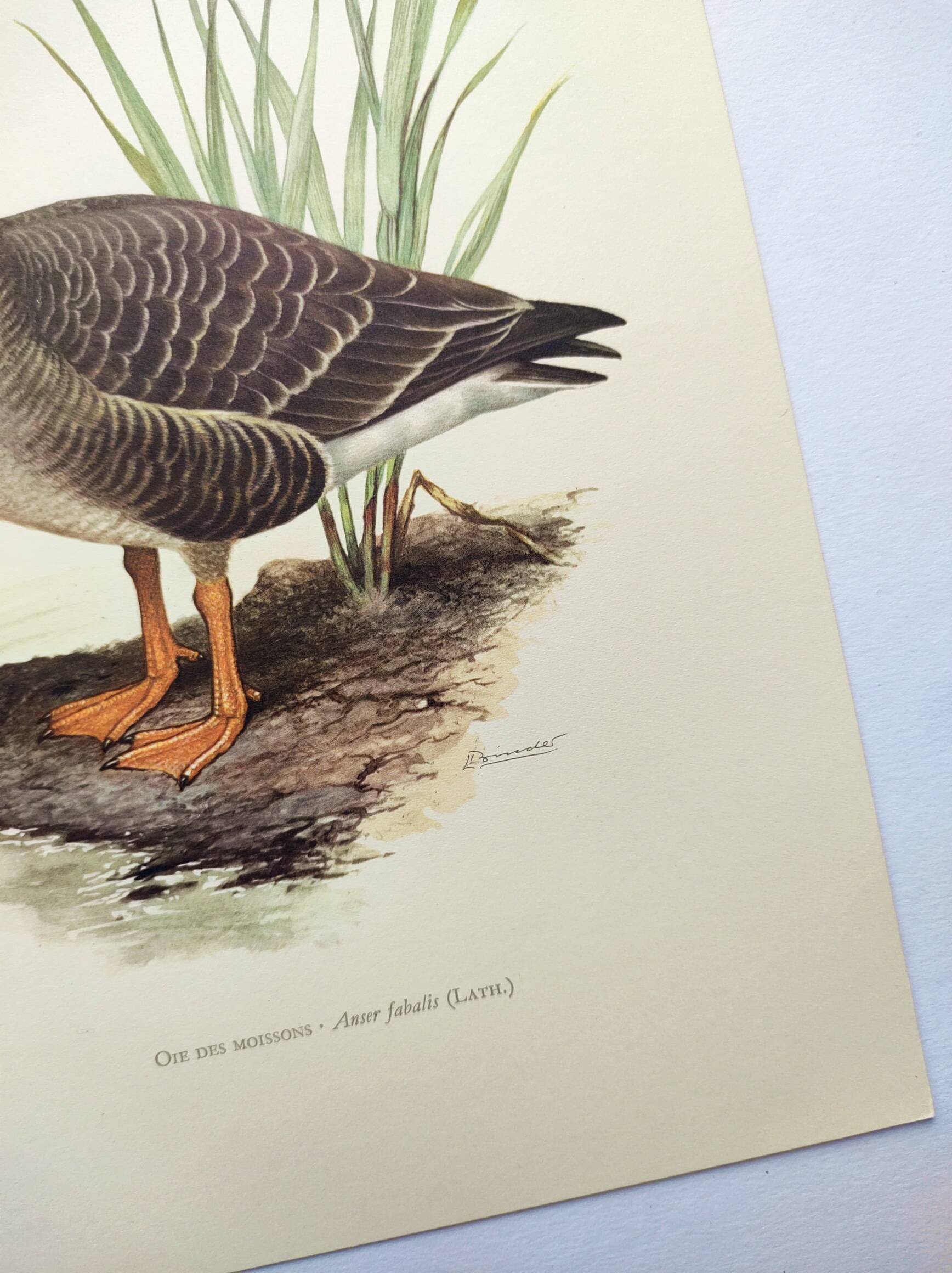 Old bird illustration 1960s - Bean Goose - Ornithological animal image