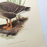 Old bird illustration 1960s - Bean Goose - Ornithological animal image