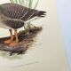 Old bird illustration 1960s - Bean Goose - Ornithological animal image