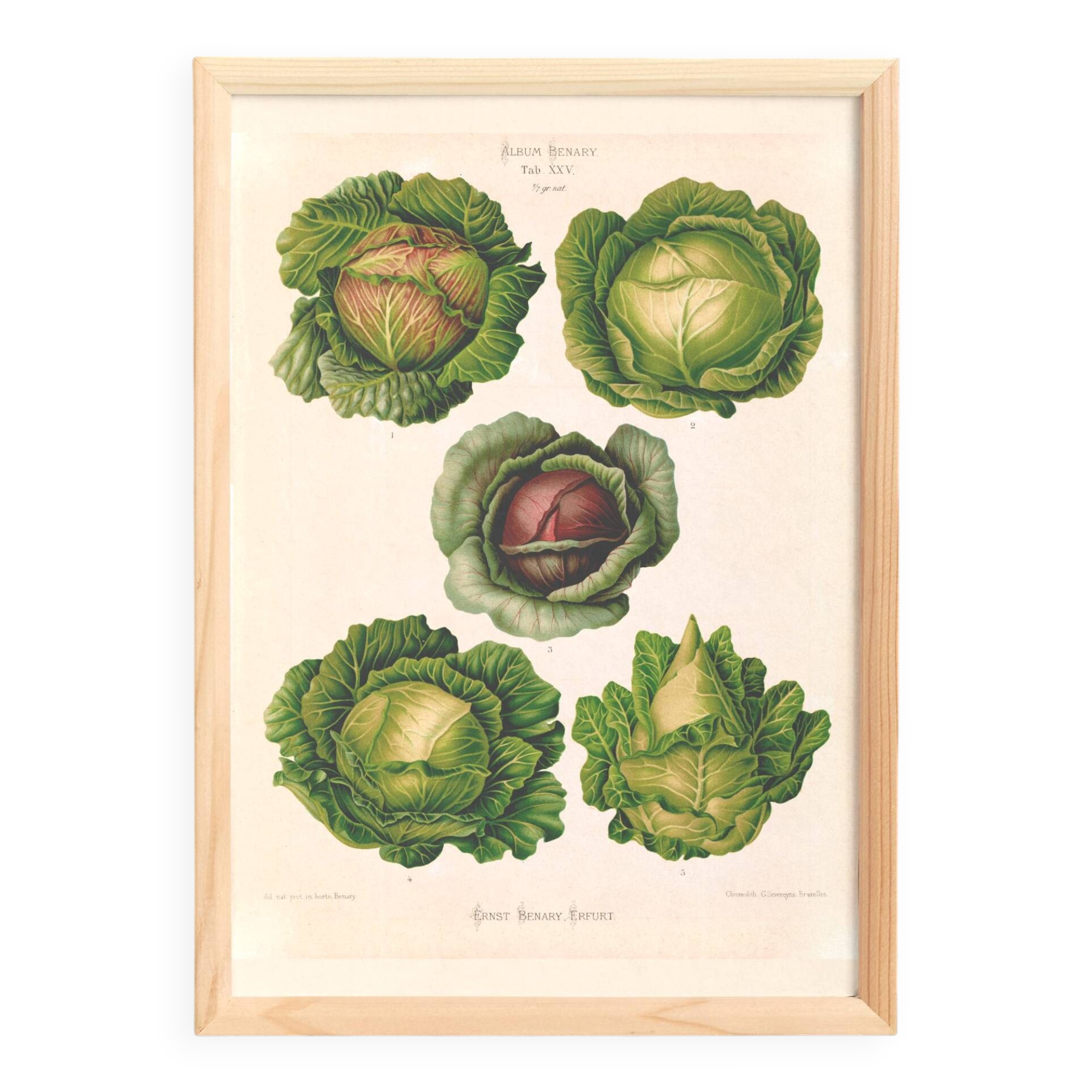 Poster on cabbages, based on an old engraving from 1886.