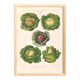 Poster on cabbages, based on an old engraving from 1886.