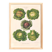 Poster on cabbages, based on an old engraving from 1886.