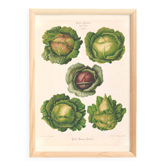 Poster on cabbages, based on an old engraving from 1886.