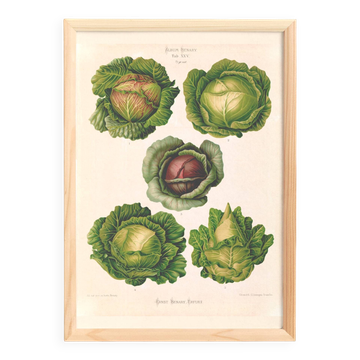 Affiche sur les choux, d’après une gravure ancienne de 1886.