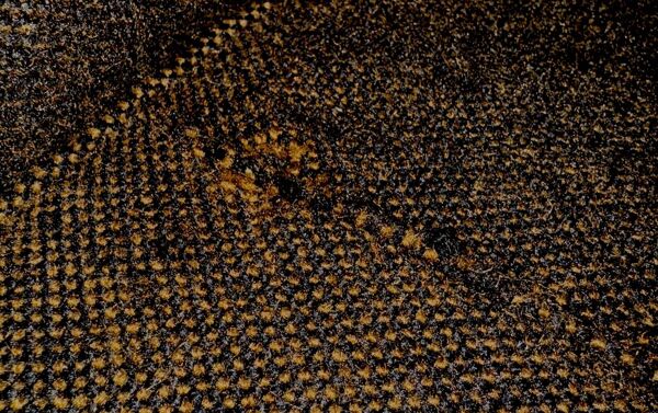 Ensemble de sièges par Florence Knoll pour Knoll Sofa, années 1960