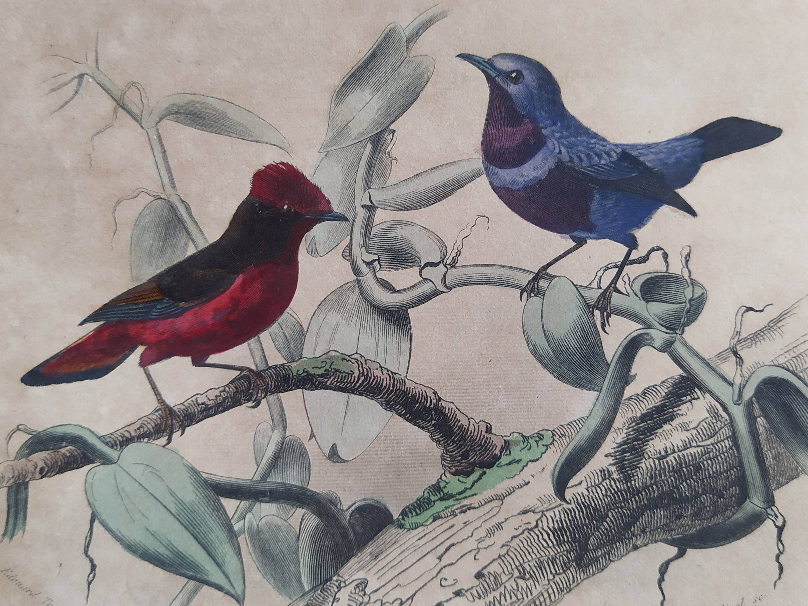 Ornithological Plate Buffon 1838 "Cock of the Rock, Goose & Blue Cordon"