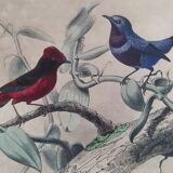 Ornithological Plate Buffon 1838 "Rooster of Rock, Goose & Cordon Bleu"