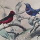Ornithological Plate Buffon 1838 "Cock of the Rock, Goose & Blue Cordon"