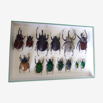 Collection of rare beetles from the 4 corners of the world - excellent condition