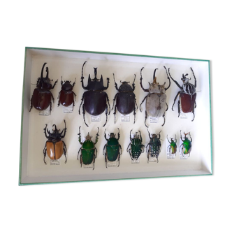Collection de scarabées rares provenant des 4 coins du monde - excellent état