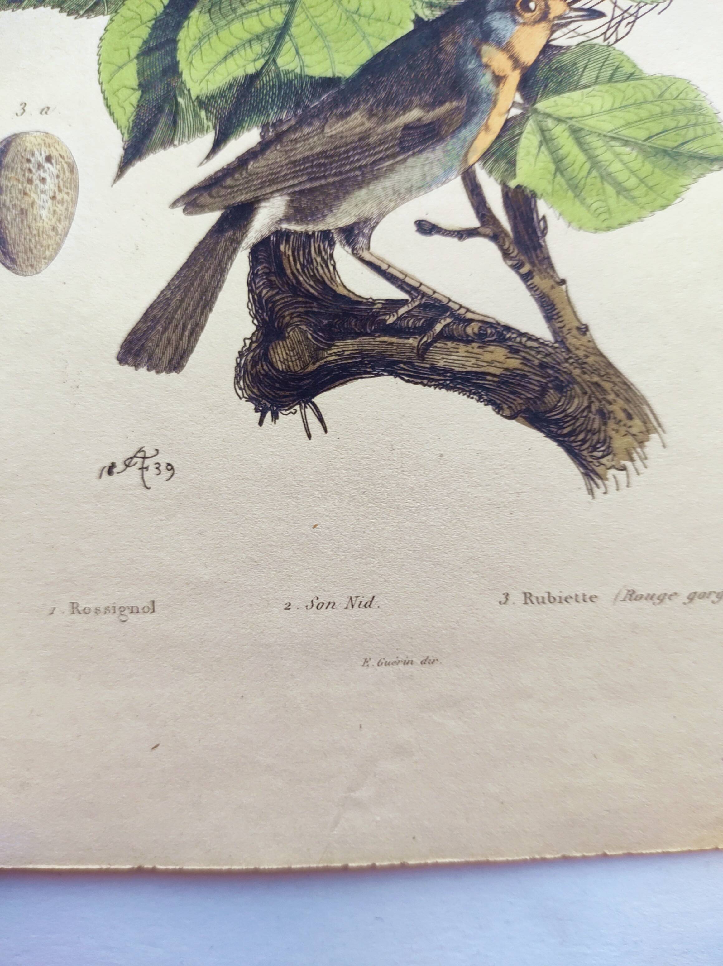 Old engraving from 1838 -Rossignol- Zoological hand-colored plate. Original. by Du Casse.