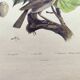Old engraving from 1838 -Rossignol- Zoological hand-colored plate. Original. by Du Casse.