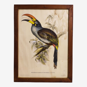 Lithographie gould réhaussée main toucan araçari