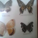 Butterfly frame under glass