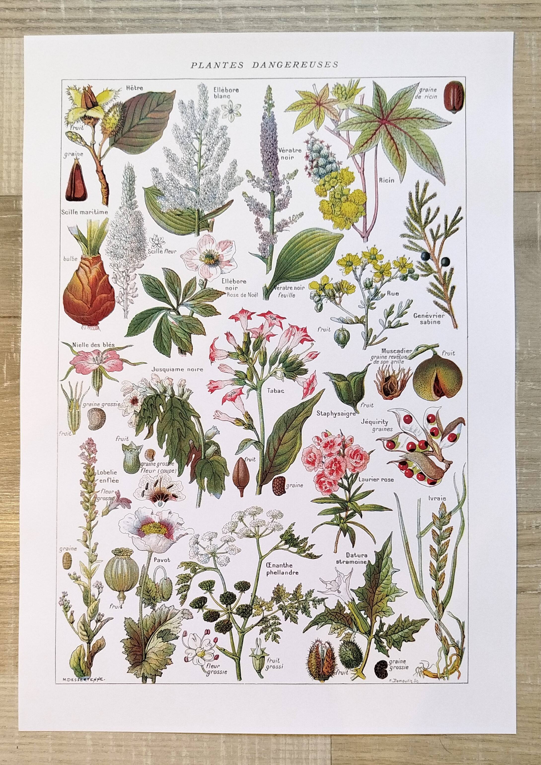 Set of two posters on vegetables and plants
