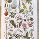 Set of two posters on vegetables and plants