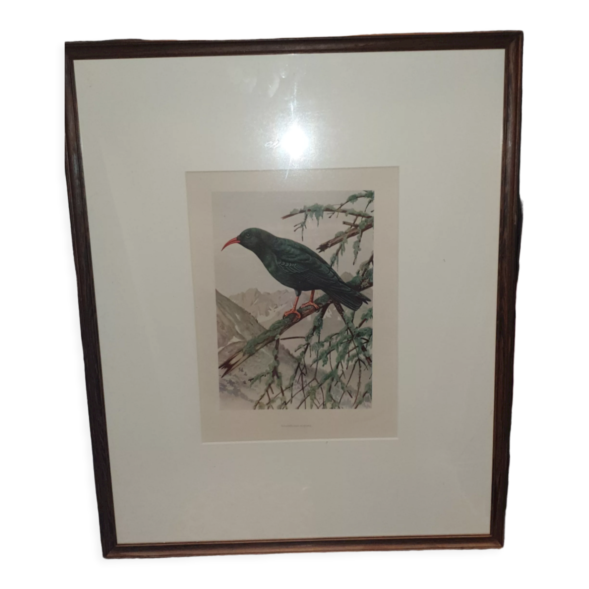 Ornithological engravings framed under glass