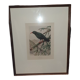 Ornithological engravings framed under glass