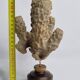 Antique naturalized tubular sponge on wooden base, 23 cm