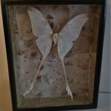 Entomological framework with butterfly Argema mittrei