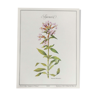 Planche botanique la Saponaire