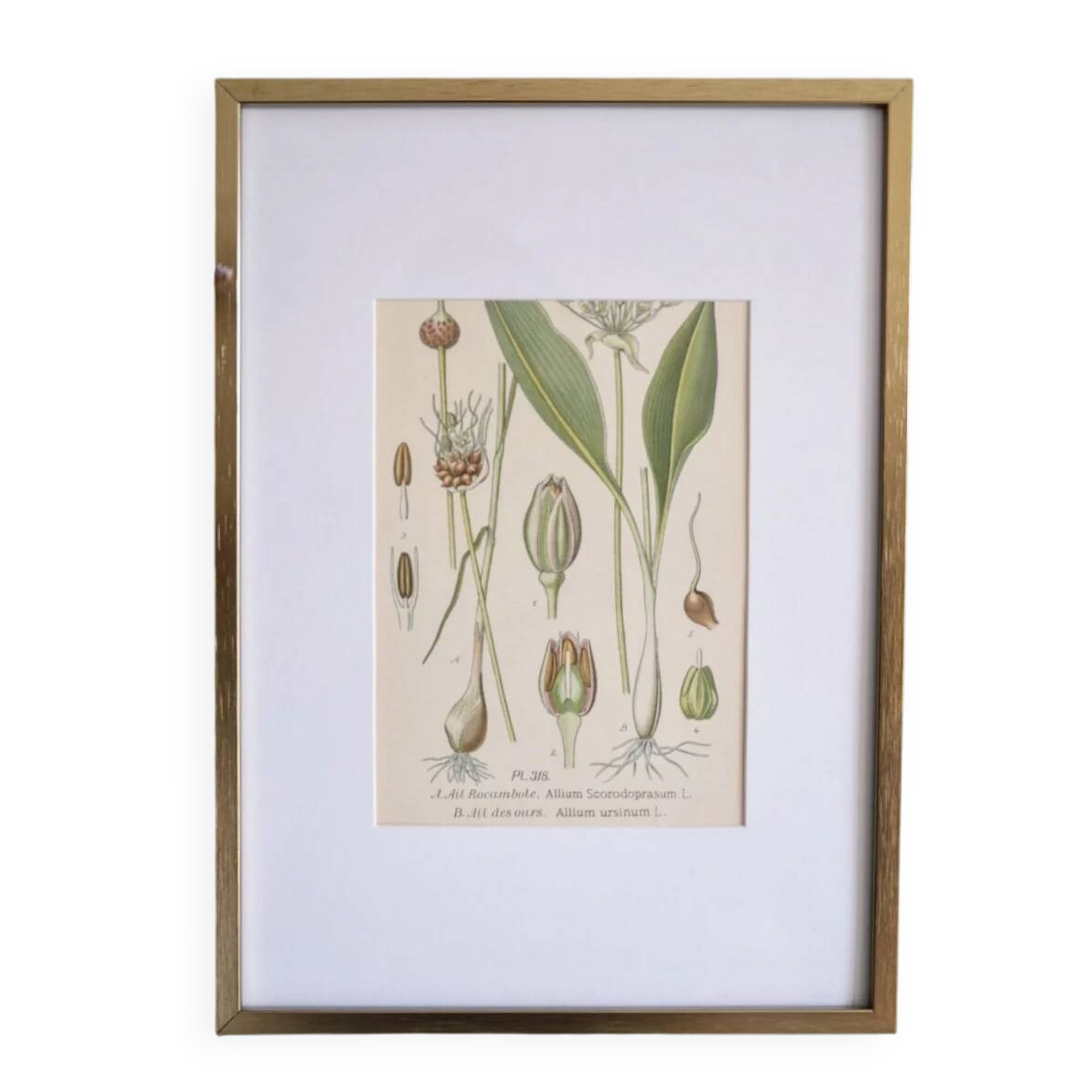 Botany under frame Wild garlic