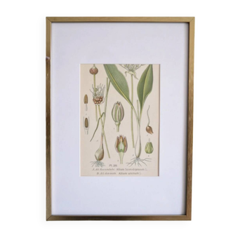 Botany under frame Wild garlic