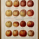 Lithograph on cider apples - 1920