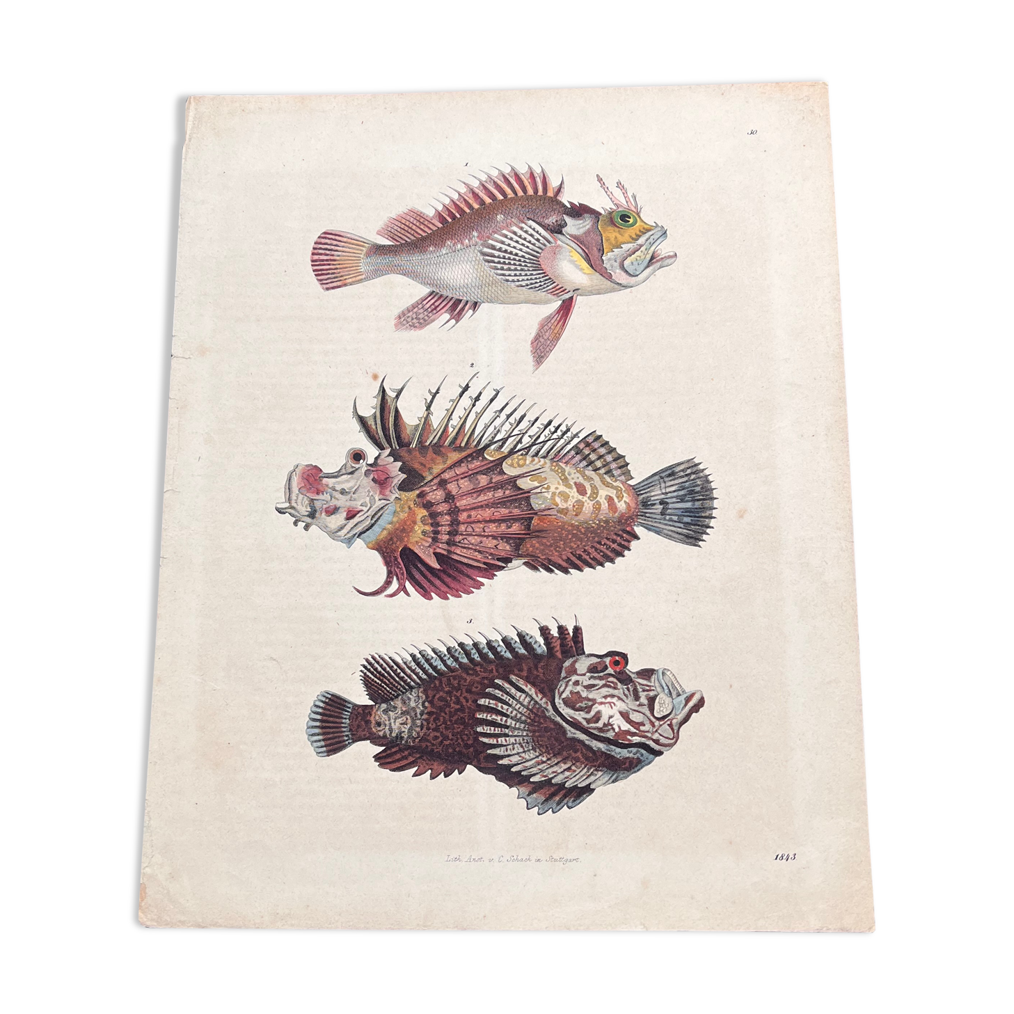 Poster (lithograph) fish