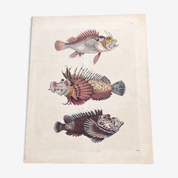 Affiche lithographie poissons