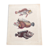 Poster (lithograph) fish