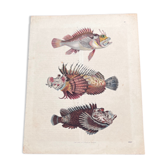 Poster (lithograph) fish
