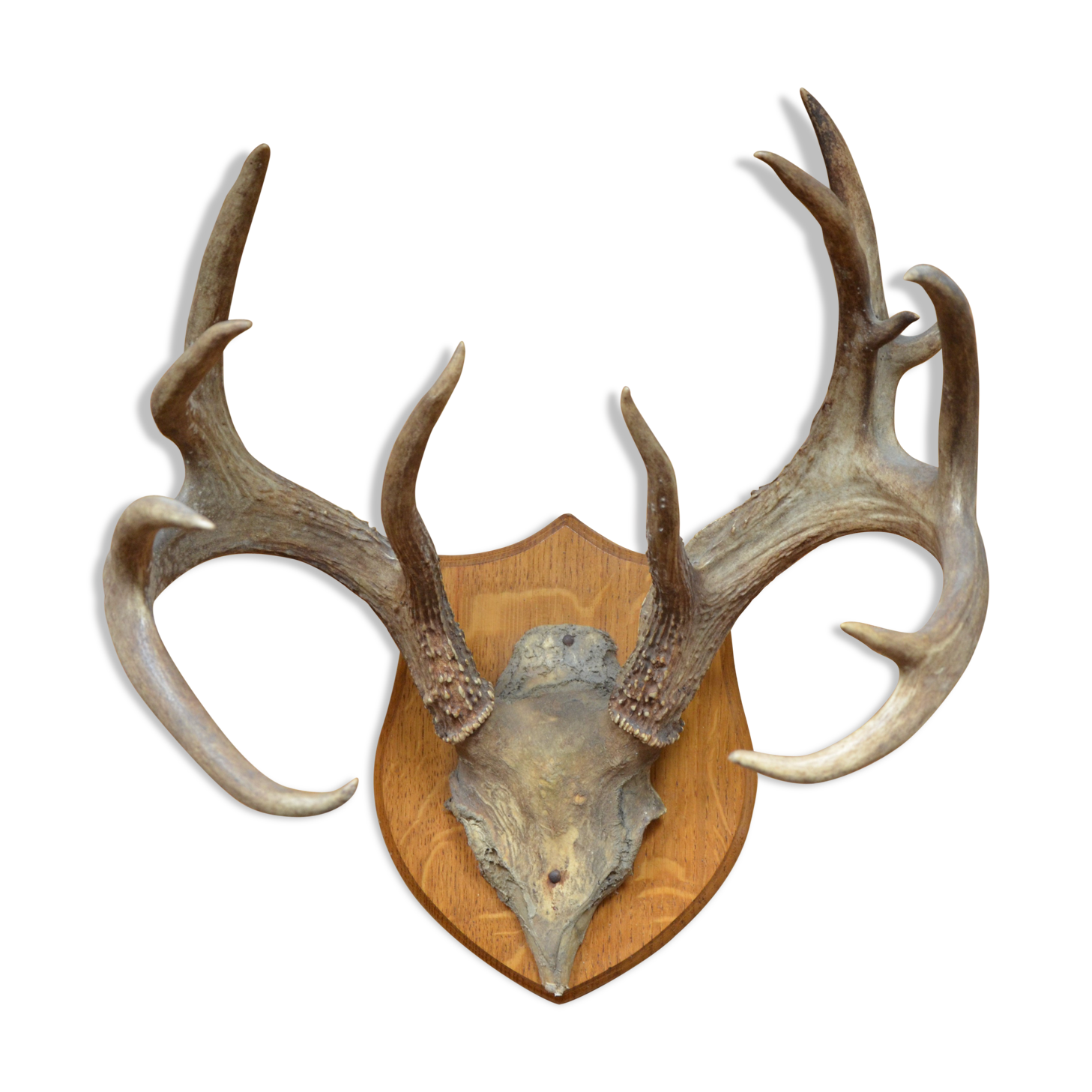 Virginia deer massacre