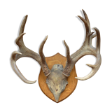 Virginia deer massacre